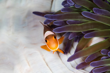 Anemone © michaelgeyer