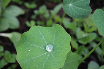 Dew, rain drops, droplets on green leaves of young Tropaeolum majus common Garden Nasturtium, plant
