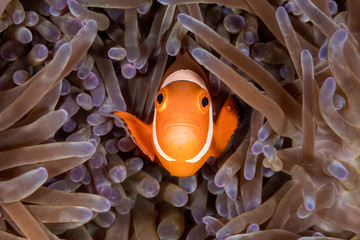 Clownfish
