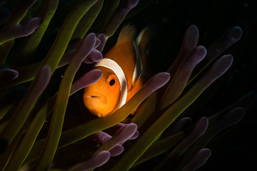 Nemo
