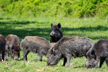 Wild boar family on the green glade