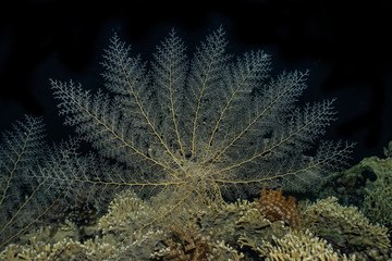 Coral reefs and water plants in the Red Sea, Eilat Israel