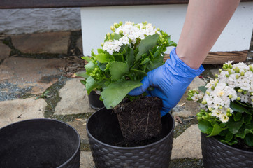 Hands of a young woman planting sprout in the flower pot