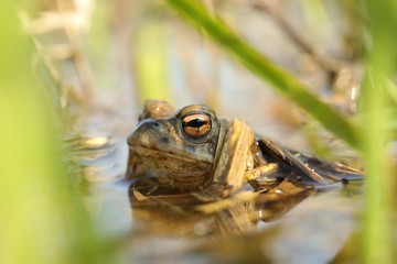 Frog in a pond during mating season on a sunny spring morning
