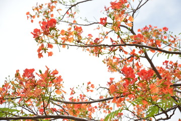 Obraz premium LES FLEURS DU DSERST LES DEBUTS DE LA SAISON PLUVIEUVE