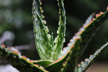 aloe