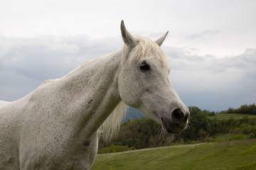 Obraz na płótnie Canvas Portrait of a horse: beautiful, female, white or grey arabian horse in country house. Farm life