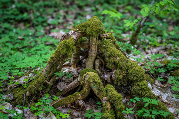 tree roots in moss