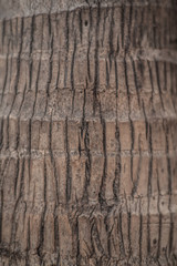 Close up of the tree trunk of a coconut palm tree