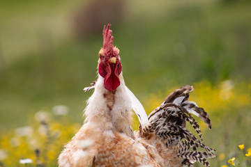 Free range chichen, happily roaming and pecking in a field. Farm life, italian country house.