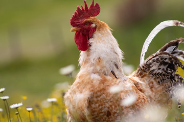 Free range chichen, happily roaming and pecking in a field. Farm life, italian country house.