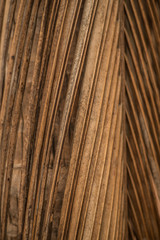 Close up of a dead palm tree leaf