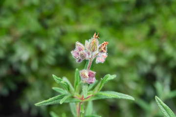 Montpellier Rock Rose Calyces in Springtime