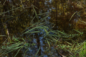 Swamp. Swamp surface, as abstract background.