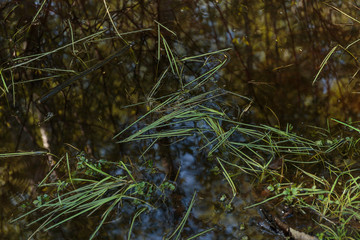 Swamp. Swamp surface, as abstract background.
