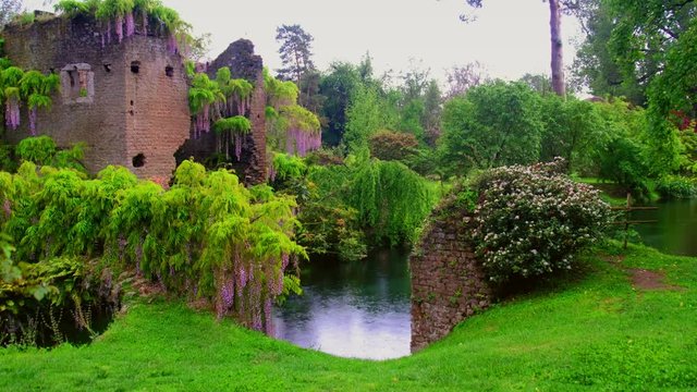 wisteria flowers in 4k fairy castle garden of ninfa in Italy - medieval tower ruin surrounded by river under rain