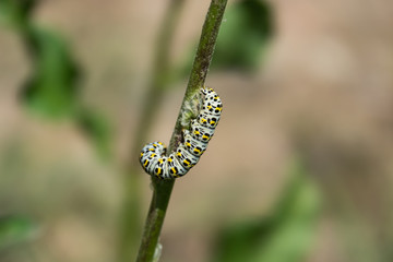 Mullein Moth Caterpillar Feeding on Stem in Springtime