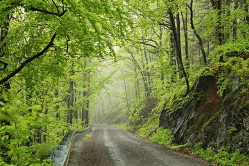 Trail through the spring deciduous forest in foggy, rainy weather