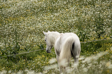 Beautiful white arabian horse grazing in a field full of daisies. Spring concept. Farm life.