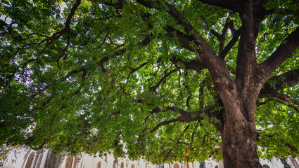 Fototapeta premium Huge tree at the garden of Buddhist temple