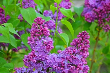 Obraz premium Beautiful purple lilac flowers.Blooming spring garden.