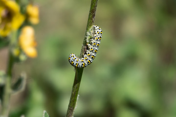 Mullein Moth Caterpillar Feeding on Stem in Springtime