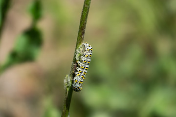 Mullein Moth Caterpillar Feeding on Stem in Springtime