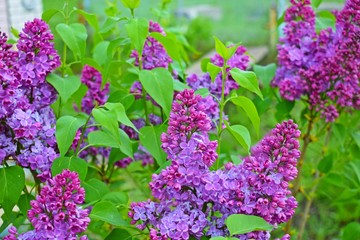Beautiful purple lilac flowers.Blooming spring garden.