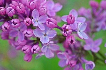 Naklejka na ściany i meble Beautiful purple lilac flowers.Blooming spring garden.