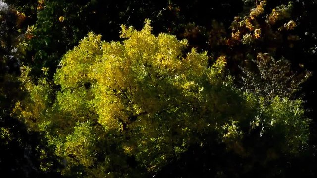Autumnal Impressions from Goethe Park in Berlin-Wedding from September 29, 2015, Germany