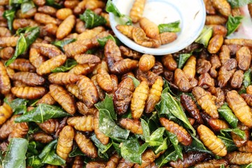 Fried silk worms delicious in street food