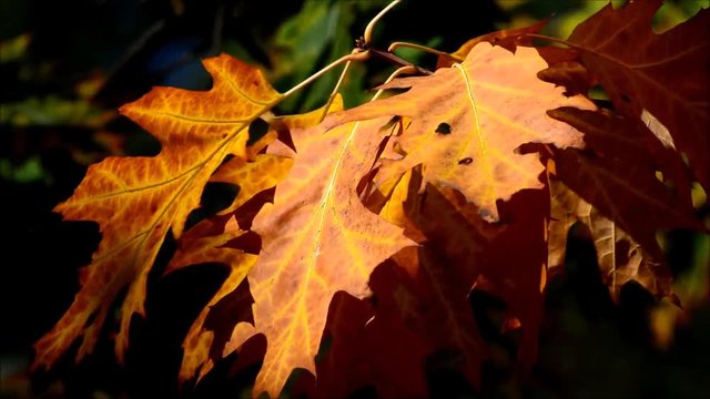 Autumnal Impressions from Goethe Park in Berlin-Wedding from September 29, 2015, Germany