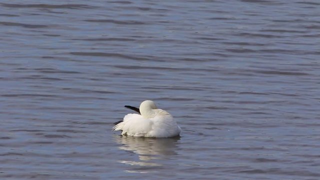 oie des neiges