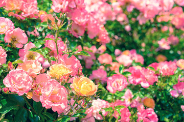 Pastel roses with green leafs background
