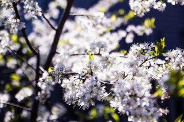 Apple blossom in the garden - 268172467