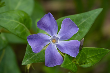 Periwinkle Flower in Bloom in Springtime