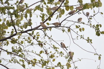 bird on branch