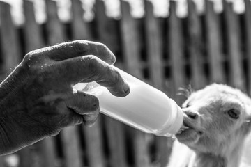 black and white photo of a kid feeding from hand - 268172645