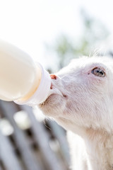 feeding a baby goat with milk from a bottle - 268172676