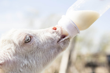 feeding a baby goat with milk from a bottle - 268172685