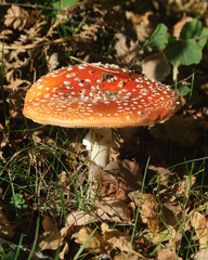 Amanita muscaria, también conocido como matamoscas o falsa oronja, es un hongo basidiomiceto muy común, del orden Agaricales.