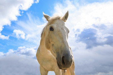 Obraz na płótnie Canvas Muzzle of horse outdoors close up