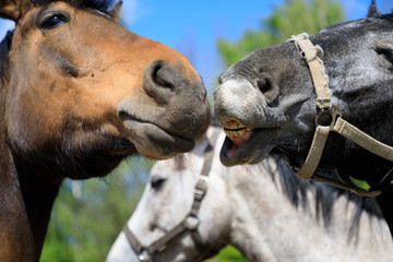 Playful horses on the pasture, springtime