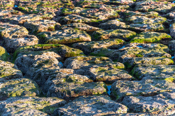 Algae covered rock surface and pools eroded by sea