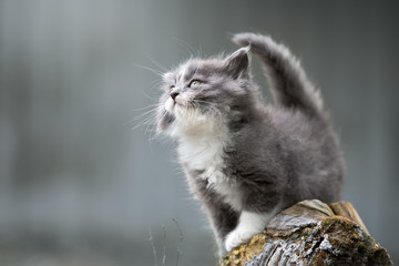 beautiful fluffy kitten posing outdoors