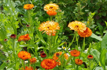 Blooming Terry calendula (lat. Calendula officinalis) in the summer garden