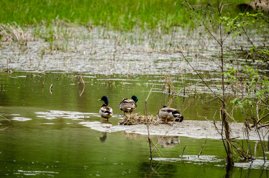 Mallard Ducks At The Little Spokane Natural Area