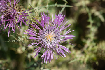 Purple Milk Thistle Inflorescence in Springtime