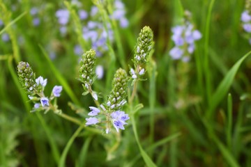 Beautiful blue flowers on the green grass.Spring fields and meadows.