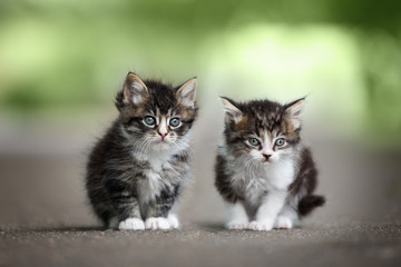 Naklejka na ściany i meble two adorable tabby kittens posing on the road